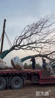 75公分(5杆)丛生乌桕