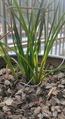 高度60厘米兰花