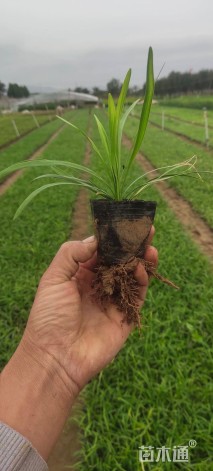 高度15厘米兰花