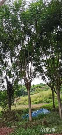 18公分蓝花楹