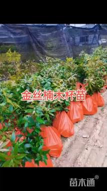 0.2公分金丝楠木