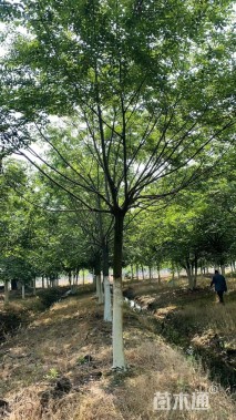 15公分朴树