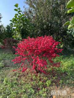 高度100厘米火焰卫矛