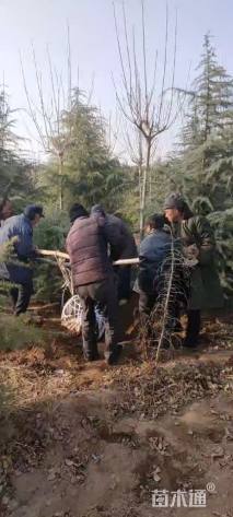 高度400厘米雪松