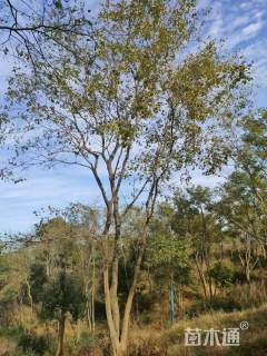 90公分丛生朴树