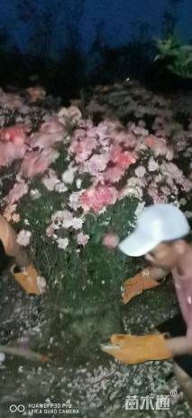 50公分造型月季