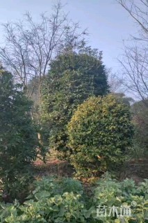 冠幅300厘米桂花球