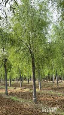 11公分嫁接垂柳