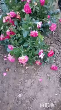 高度40厘米粉红香水月季