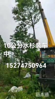 10公分水杉