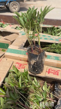 高度20厘米芍药