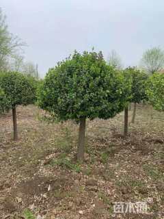 6公分高杆卫矛球