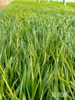 高度25厘米紫穗狼尾草