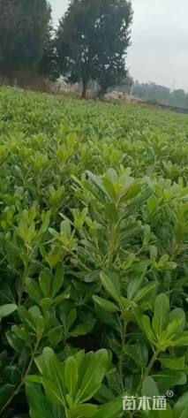 高度40厘米海桐