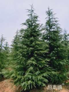 高度500厘米雪松