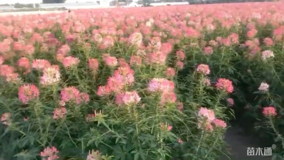 高度30厘米金叶苔草