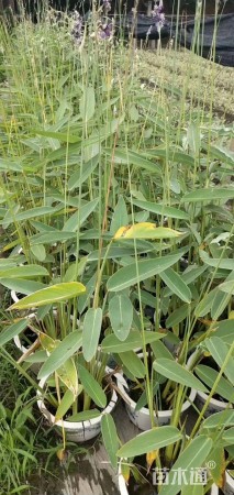 高度80厘米再力花