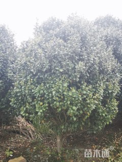 高度450厘米茶花