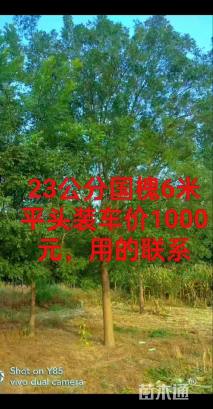 23公分国槐
