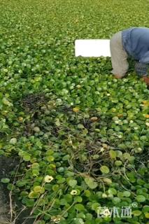 高度40厘米水罂粟