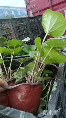 高度25厘米大吴风草