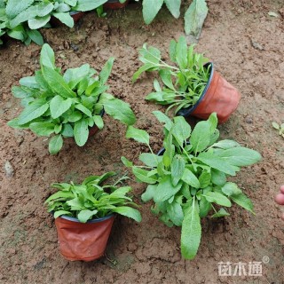 高度25厘米兰花鼠尾草