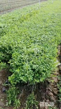 高度50厘米水蜡
