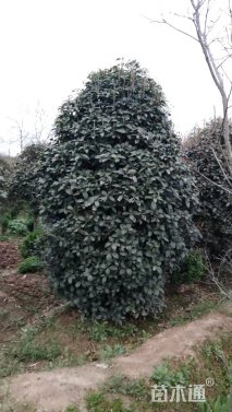 15公分桂花