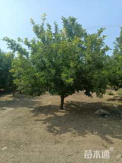 15公分八棱海棠