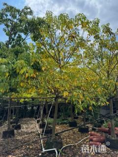 全冠幅10分假萍婆