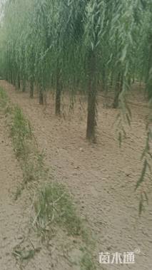 15公分青皮垂柳