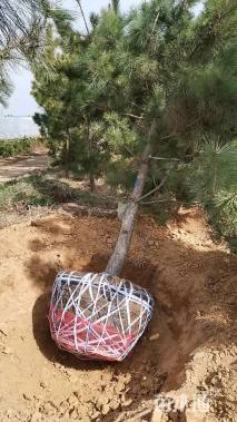 高度320厘米黑松