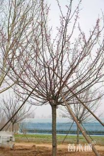 18公分梅花