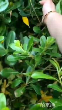 高度30厘米海桐