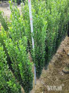 高度50厘米直立冬青