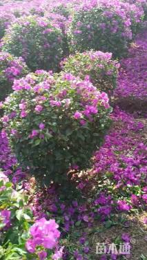 高度100厘米三角梅柱