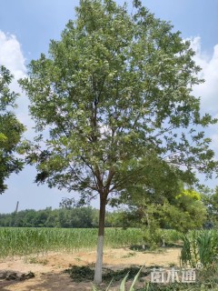 17公分国槐