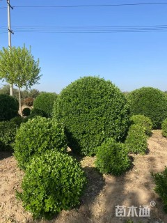 高度50厘米大叶黄杨