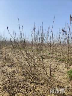 高度100厘米麦李