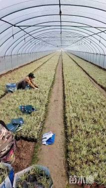 高度30厘米金叶苔草