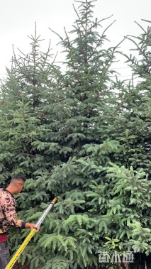 高度200厘米云杉