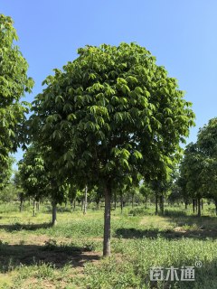 10公分重阳木