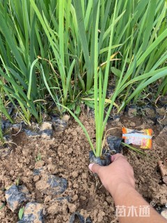 高度22厘米鸢尾