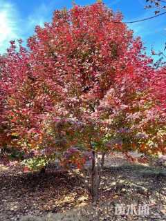 高度600厘米丛生美国红枫
