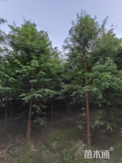 10公分落羽杉