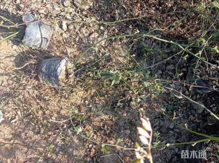 高度120厘米蔷薇