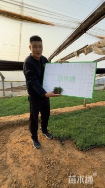 高度10厘米石竹