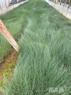 高度25厘米粉黛乱子草