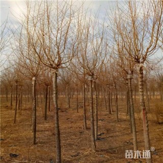 6公分金叶榆