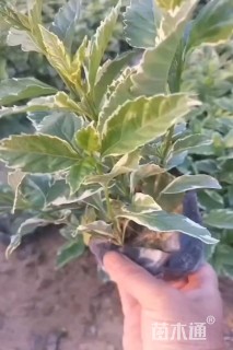 高度18厘米花叶连翘